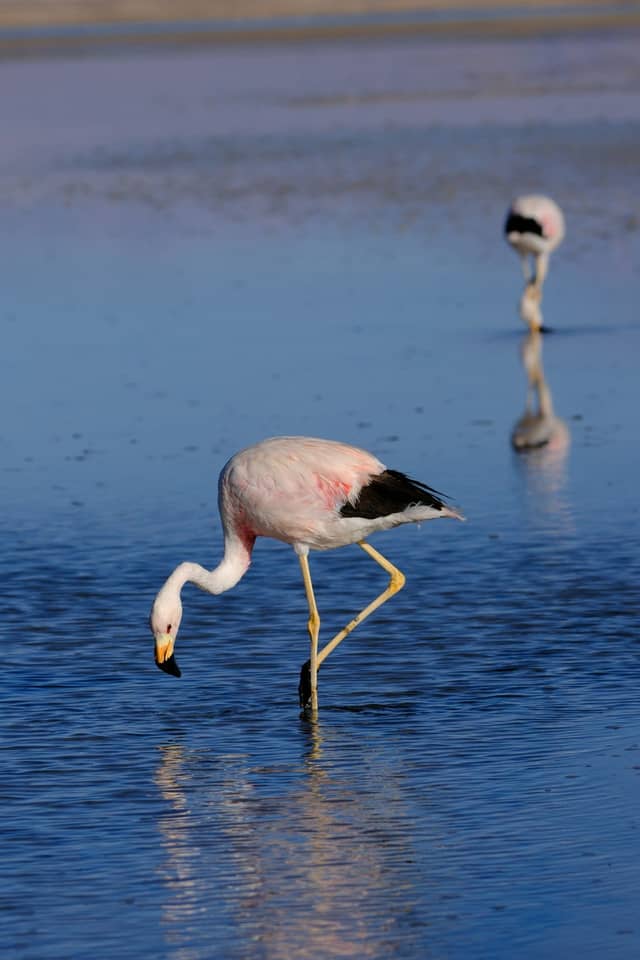 Ses Salines: Salt Flats & Flamingo Walk