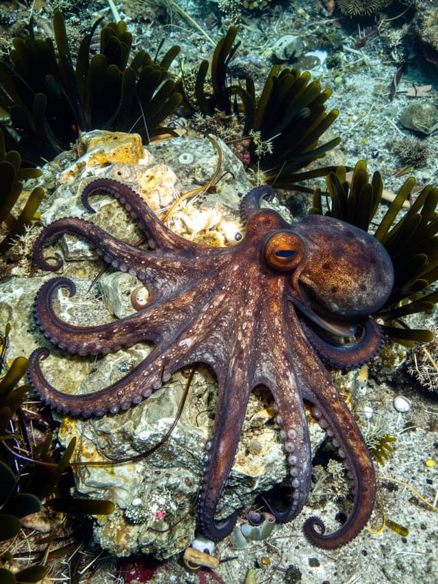 Night Snorkel by Torchlight